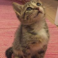 Tekir Kedi, Kedi  Hagrid fotoğrafı