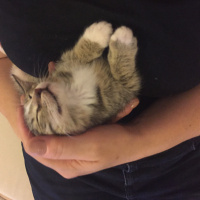 Tekir Kedi, Kedi  Hagrid fotoğrafı