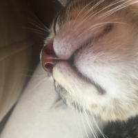 Tekir Kedi, Kedi  Hagrid fotoğrafı