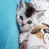 British Shorthair, Kedi  MİLA fotoğrafı