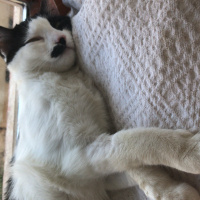 Tekir Kedi, Kedi  Pıtpıt fotoğrafı