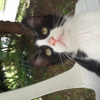 Tekir Kedi, Kedi  Daltonlar fotoğrafı