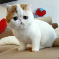 Van Kedisi, Kedi  Boncuk fotoğrafı