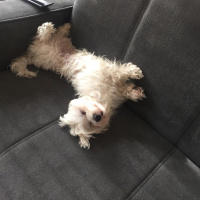 Maltese, Köpek  Mişa fotoğrafı