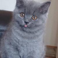 Chartreux, Kedi  miko fotoğrafı