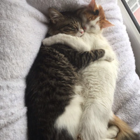 Tekir Kedi, Kedi  Hera Kelebek Paşa fotoğrafı