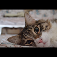 Tekir Kedi, Kedi  Hera Kelebek Paşa fotoğrafı
