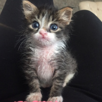 Tekir Kedi, Kedi  Hera Kelebek Paşa fotoğrafı