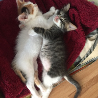 Tekir Kedi, Kedi  Hera Kelebek Paşa fotoğrafı