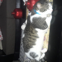 Tekir Kedi, Kedi  Simbat fotoğrafı