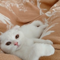Scottish Fold, Kedi  PAMUK fotoğrafı