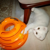Scottish Fold, Kedi  PAMUK fotoğrafı