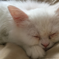 Chinchilla, Kedi  Hera fotoğrafı