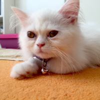Chinchilla, Kedi  Hera fotoğrafı