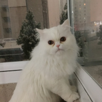 Chinchilla, Kedi  Hera fotoğrafı