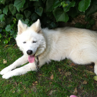 Sibirya Kurdu (Husky), Köpek  Alex fotoğrafı