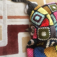 Tekir Kedi, Kedi  Lokum fotoğrafı