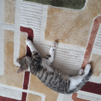 Tekir Kedi, Kedi  Lokum fotoğrafı