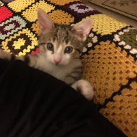 Tekir Kedi, Kedi  Lokum fotoğrafı