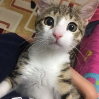 Tekir Kedi, Kedi  Lokum fotoğrafı
