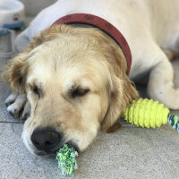 Golden Retriever, Köpek  Carmen fotoğrafı