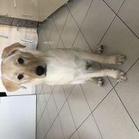 Labrador Retriever, Köpek  Reis fotoğrafı