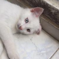 Van Kedisi, Kedi  sütlaç fotoğrafı