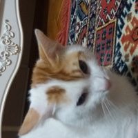 Tekir Kedi, Kedi  Pamuk fotoğrafı