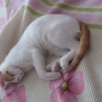 Tekir Kedi, Kedi  Pamuk fotoğrafı