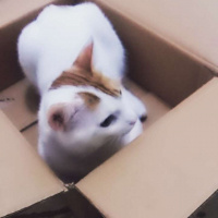 Tekir Kedi, Kedi  Pamuk fotoğrafı