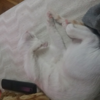 Tekir Kedi, Kedi  Pamuk fotoğrafı