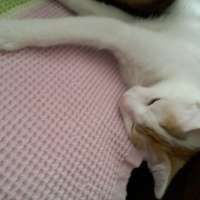 Tekir Kedi, Kedi  Pamuk fotoğrafı