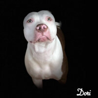 Amerikan Pitbull Terrier, Köpek  Dori fotoğrafı