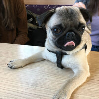 Pug, Köpek  buddy fotoğrafı