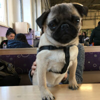 Pug, Köpek  buddy fotoğrafı