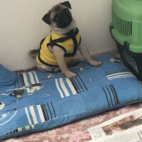 Pug, Köpek  buddy fotoğrafı