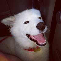 Samoyed, Köpek  Pamuk fotoğrafı