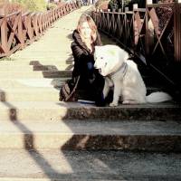 Samoyed, Köpek  Pamuk fotoğrafı