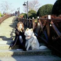 Samoyed, Köpek  Pamuk fotoğrafı