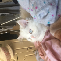 İran Kedisi (Persian), Kedi  Behlül fotoğrafı