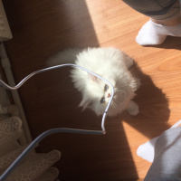 İran Kedisi (Persian), Kedi  Behlül fotoğrafı