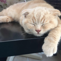 Scottish Fold, Kedi  Kumpir fotoğrafı