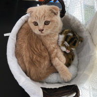 Scottish Fold, Kedi  Kumpir fotoğrafı