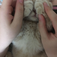 Scottish Fold, Kedi  Kumpir fotoğrafı