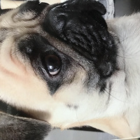 Pug, Köpek  Ares fotoğrafı
