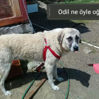 Kangal, Köpek  Paşa fotoğrafı