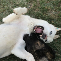 Kangal, Köpek  Paşa fotoğrafı