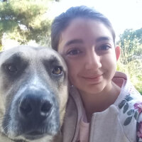 Kangal, Köpek  Paşa fotoğrafı