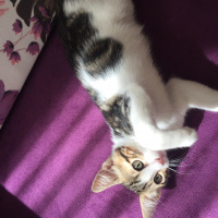 Tekir Kedi, Kedi  boncuk fotoğrafı