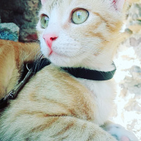 Tekir Kedi, Kedi  zilli fotoğrafı